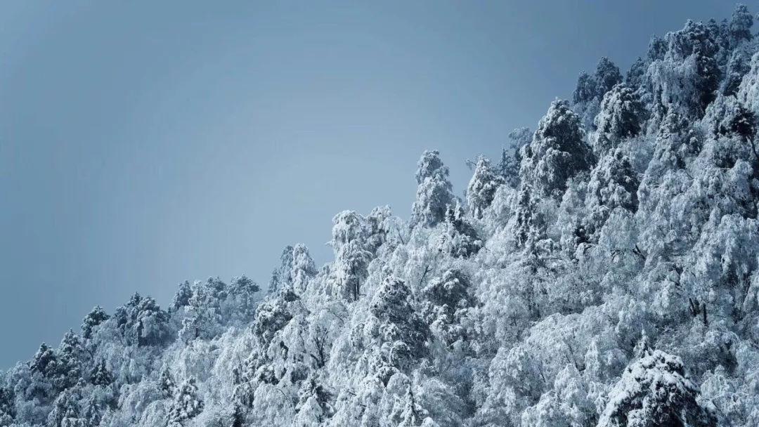 春雨直播app